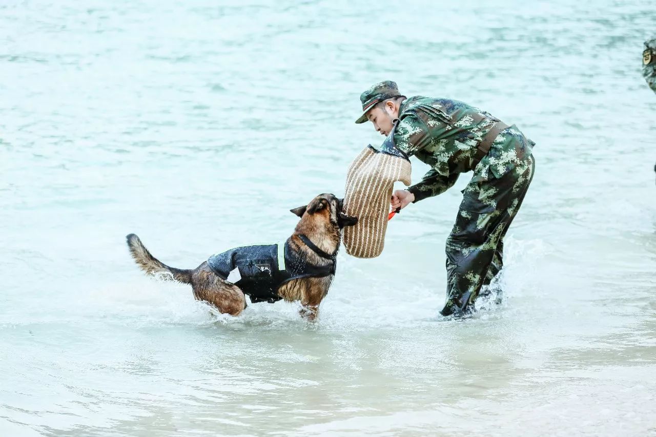 《奇兵神犬》热播收官,湖南卫视解锁又一创新题材,破局综艺市场红海