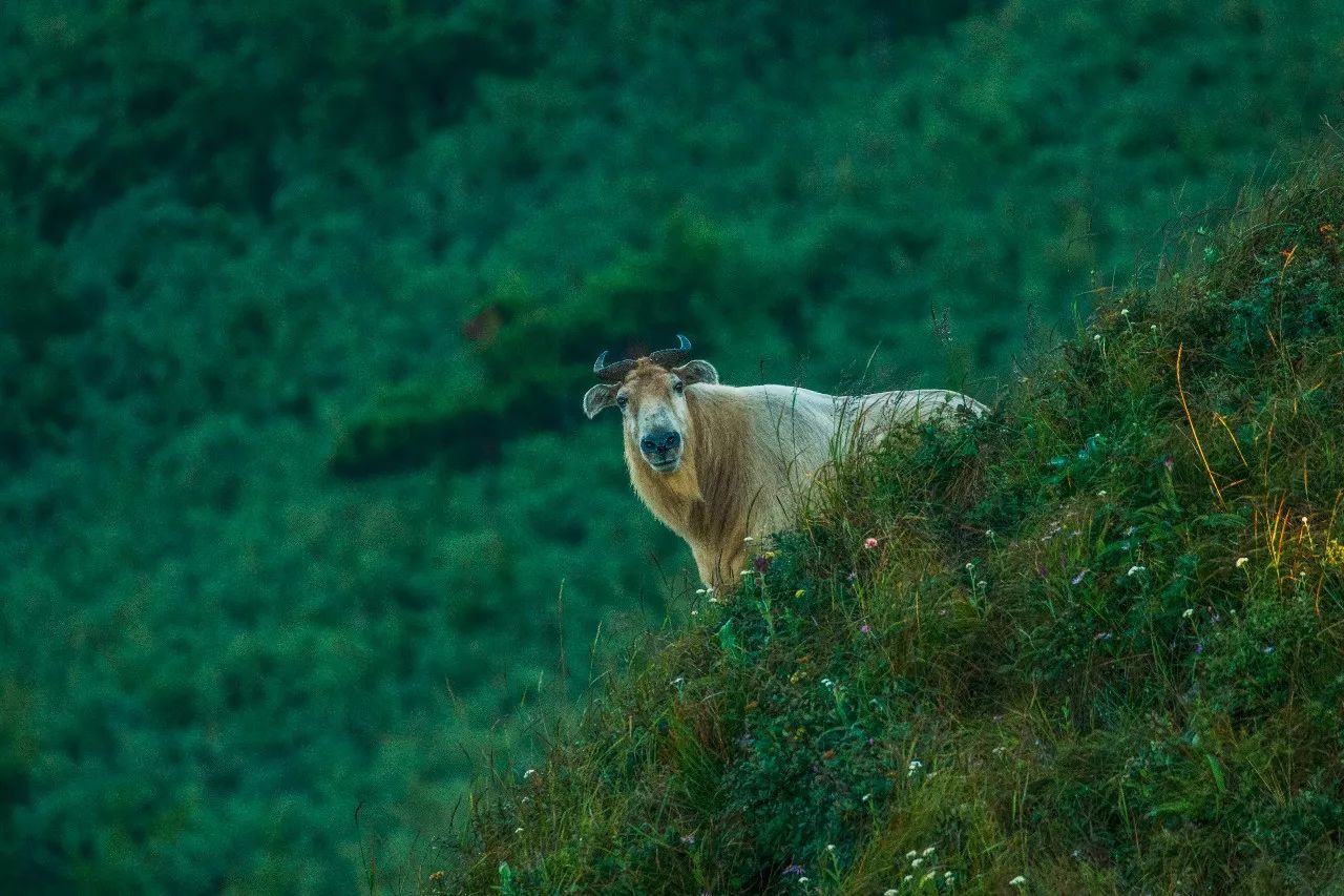 深读 | 秦岭淮河有什么特别?为何能分割中国?|摄