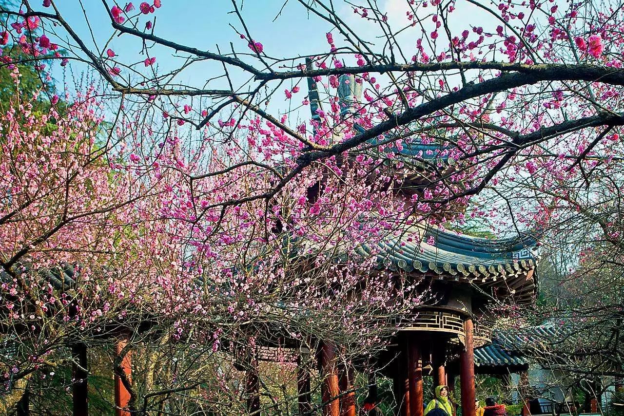 2019中山植物园-旅游攻略-门票-地址-问答-游记点评，南京旅游旅游景点推荐-去哪儿攻略