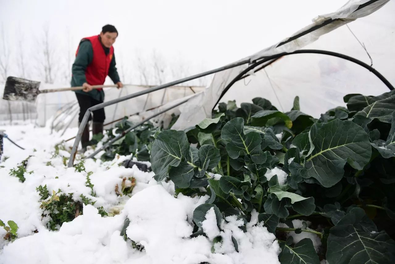 【多图】合肥多处蔬菜大棚、草莓大棚被雪压塌！受损严重！庆幸的是……_手机新浪网