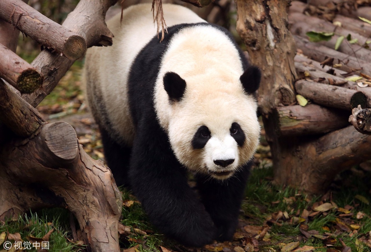 渝贵高铁拟下月通,从广州到重庆吃火锅,6小时