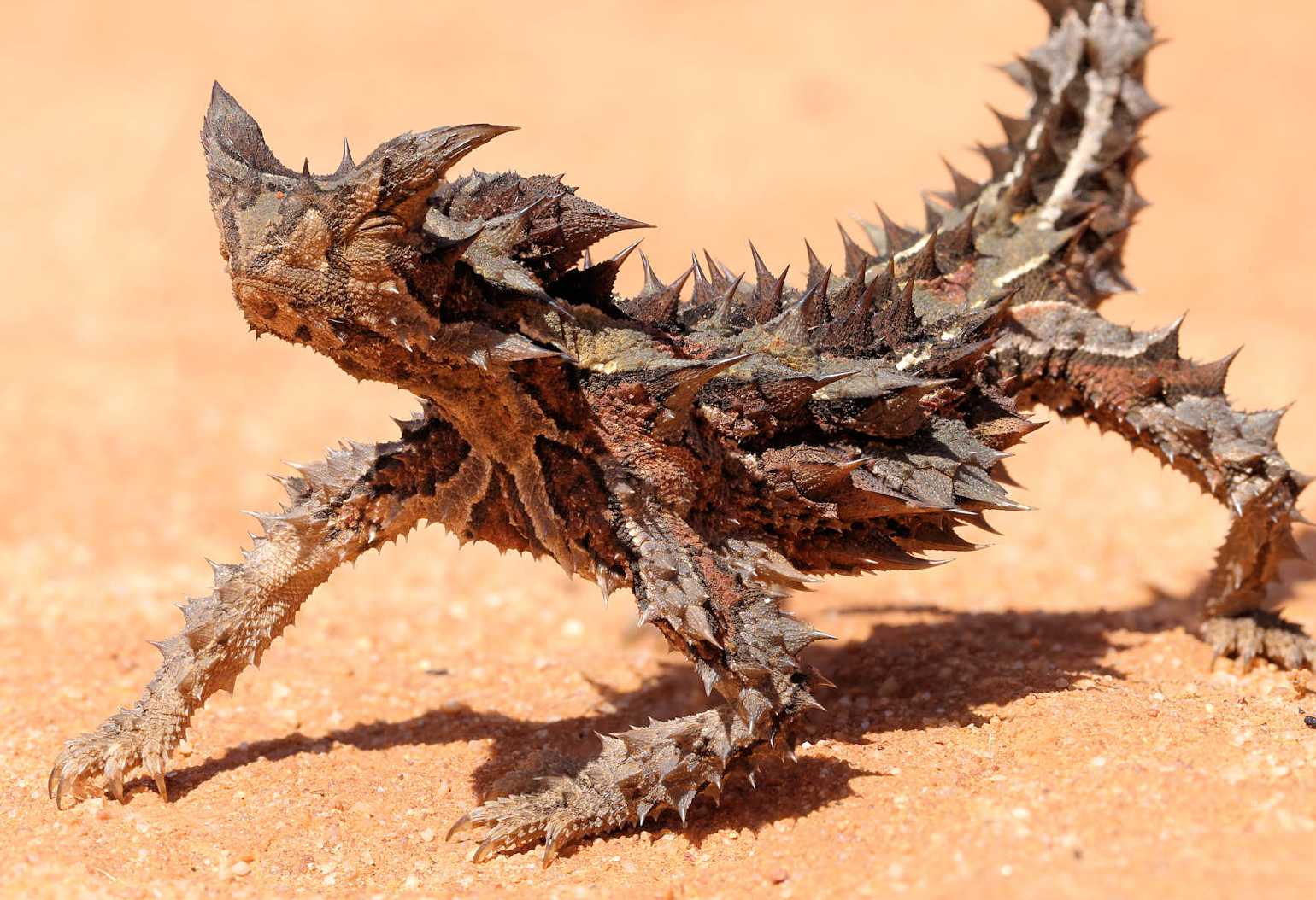 世界上最奇怪的6种动物,第二个一看就不好惹,最后一个大长腿