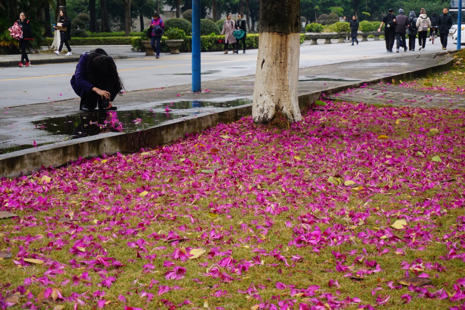 全世界都在背着广州落雪 广州只好放大招了:落花!|发烧友|榕榕|摄影爱好者_新浪新闻