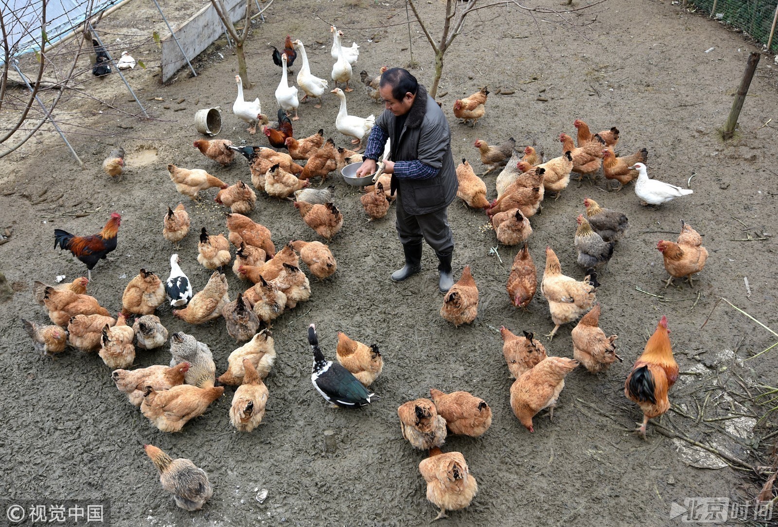贵州一局长退休后当农民 养鸡种草莓发展生态