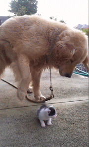 拍迪迦奥特曼的女神多水嫩?动图也想摸妹子的白丝