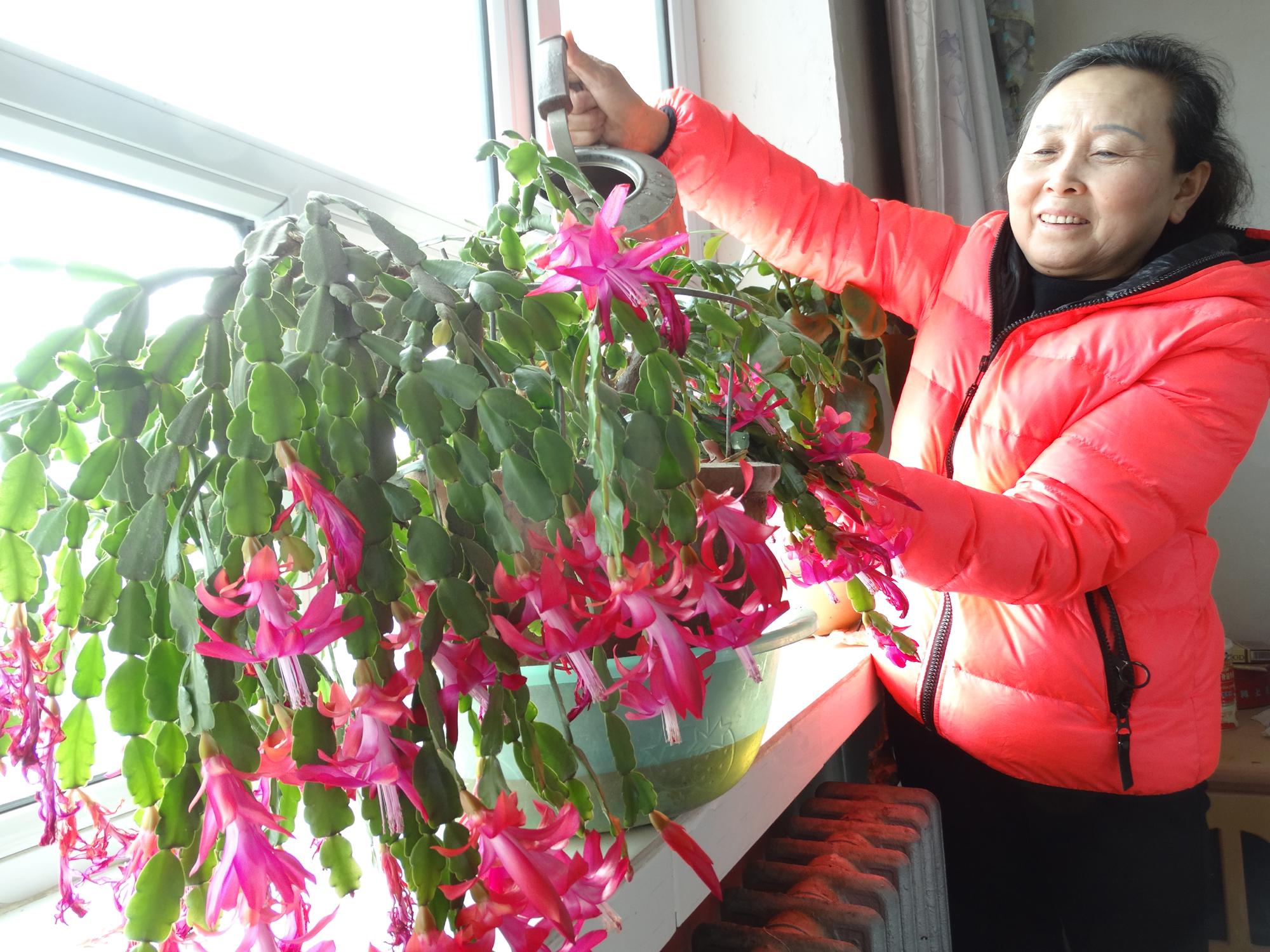 新疆第七师一三0团一盆蟹爪兰花卉绽放300朵花|花卉|蟹爪兰|新疆_新浪新闻