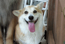 特别来宾送祝福!神秘礼物等你拿!