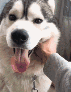 网友家养了一只哈士奇 有一天主人要跟喜欢的女孩子见面 听说对方挺