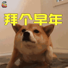 比大黄鸭还高的汪星人来袭！行花街走大运 ︱最全迎春攻略