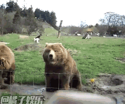 【GIF】战斗民族的熊和狼:都是为了生活…