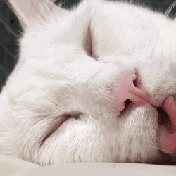 从没见过睡相这么丑的喵星人!请你清醒一点!