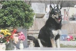 环球网:忠犬之魂 阿根廷忠犬为主人守墓11年后离世(图)