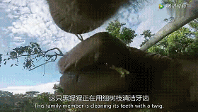 镜头里的第三只黑猩猩,则在用树枝搭建自己的小窝.