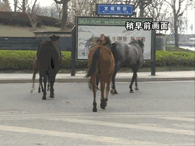 可这匹小马受伤就有点严重了,三条腿都断了,马的主人说,可能活不了了