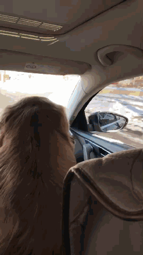 司机没办法只好把它叫上副驾驶,一起拉活,大概五六岁,公狗,体重100斤