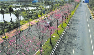 红花埠人口_红花头像(3)
