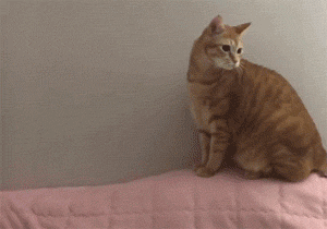 壁纸 动物 猫 猫咪 小猫 桌面 300_210 gif 动态图 动图