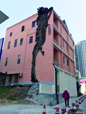 咦,老楼上"长"出一棵榕树
