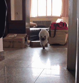 抖音很火的猫咪动图,抖音最火猫和老鼠头像 据说,抖音上的猫没有一个是正常的!