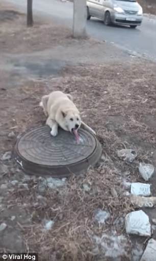 视频|疼死了!狗舔窨井盖舌头被冻住拽不下来