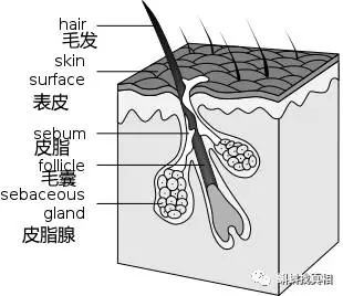  毛囊模式圖，圖自wikipedia
