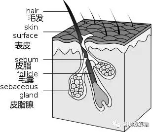 正月里剪头发死舅舅 毛囊模式图,图自wikipedia