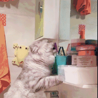 据说,抖音上的猫没有一个是正常的!