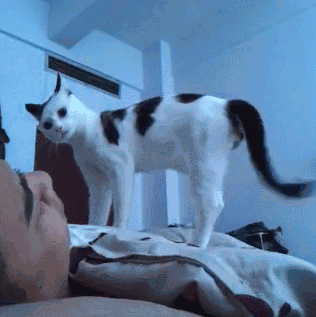 据说,抖音上的猫没有一个是正常的!|猫|猫咪|牙刷