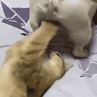 壁纸 动物 狗 狗狗 320_320 gif 动态图 动图