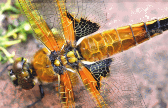 壁纸 昆虫 桌面 340_219 gif 动态图 动图