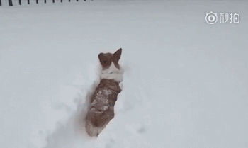 柯基小短腿遇上厚厚的积雪,愣是跑成了