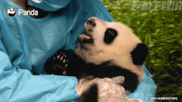 【gif】听说打哈欠会传染?来个熊猫团子哈欠测试吧