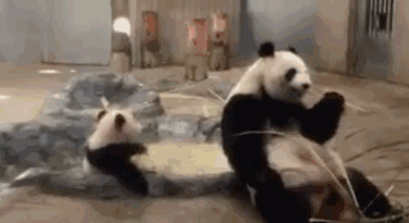 日本人疯狂云吸大熊猫,几十万人参与