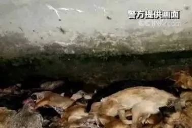 偷狗贼射毒针不慎击中孕妇,造成一尸两命被判