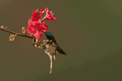 壁纸 动物 花 鸟 鸟类 雀 桌面 391_261 gif 动态图 动图