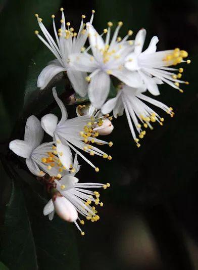 夜读 | 大寒:醉面冲风惊易醒,重裘藏手取微温|南