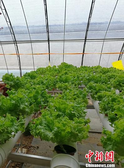 山西以科技推动农业供给侧结构性改革|现代农