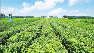 图为南宁市横县茉莉花田.