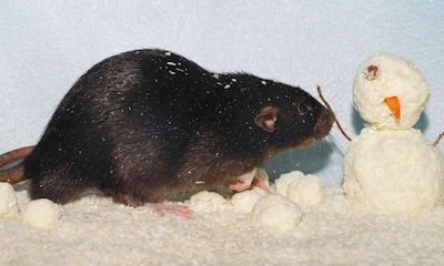 学分子会影响大鼠胎盘的内分泌水平以及胎儿神