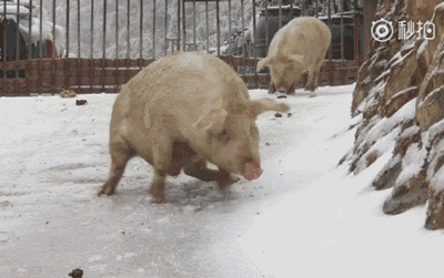南方的二师兄们第一次看见雪…|师兄们|刹车|养猪场