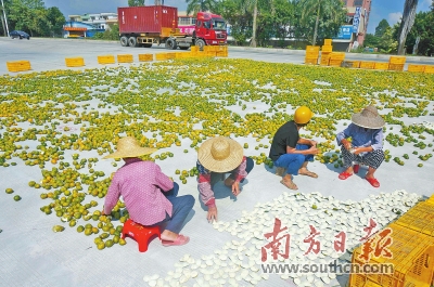 农行江门分行 深耕县域金融服务 助力乡村振兴