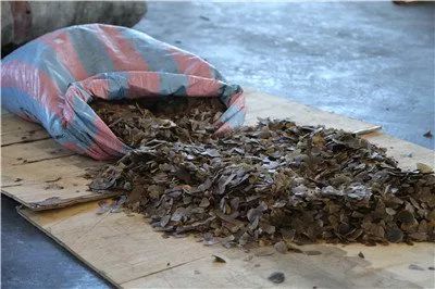 触目惊心!深圳查获穿山甲鳞片11.9吨,至少2万