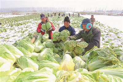 雪地抢收保供应|大白菜|颜怀峰|盱眙县