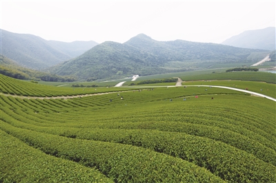 休闲观光农业成为农业农村发展新引擎