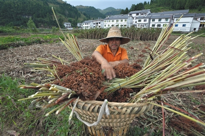 2018年，茅台集团对基地农户有机高粱的收购价上调至8.2元/公斤。图/视觉中国