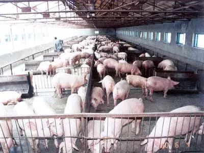 猪猪挺进大东北!南猪北移为哪般?|畜牧业|大北