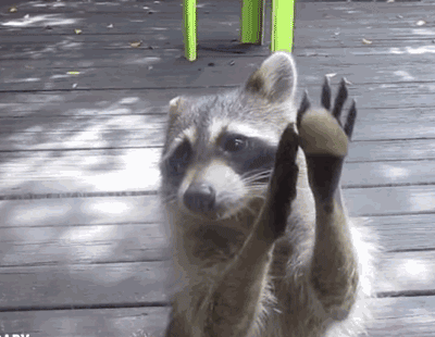 而言,在这些动物中 狗的大脑神经细胞数量最多 唯一让人意外的是浣熊