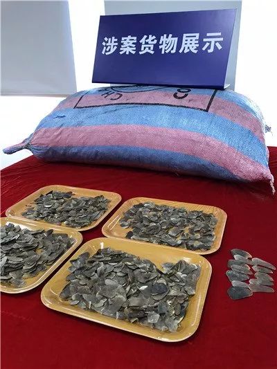 触目惊心!深圳查获穿山甲鳞片11.9吨,至少2万
