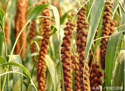 农民今年种什么农作物最赚钱 给你点建议?