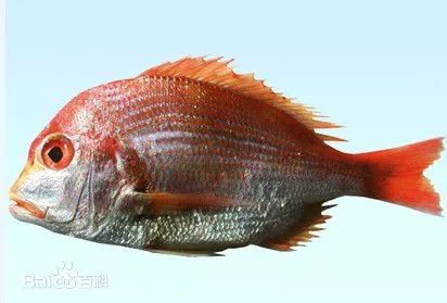 二长刺鲷